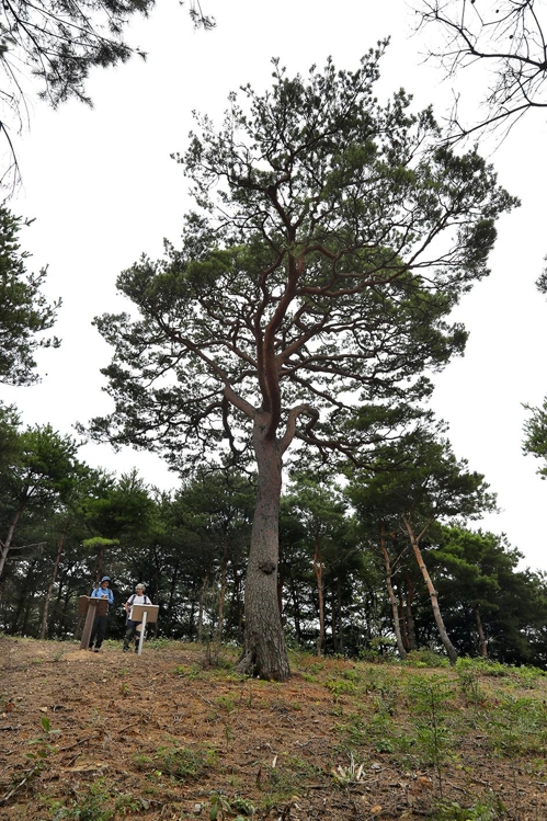 ▲ 가마솥 형상의 복부산(伏釜山) 정상에 우뚝 솟아 있는 '도리봉 소나무'. 2016년 당진시의 아름다운 나무로 지정됐다.