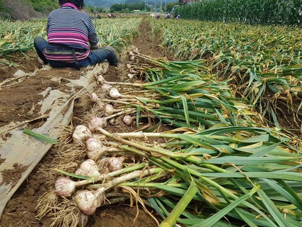 ▲ 단양황토마늘 수확이 한창이다 사진= 단양군 제공