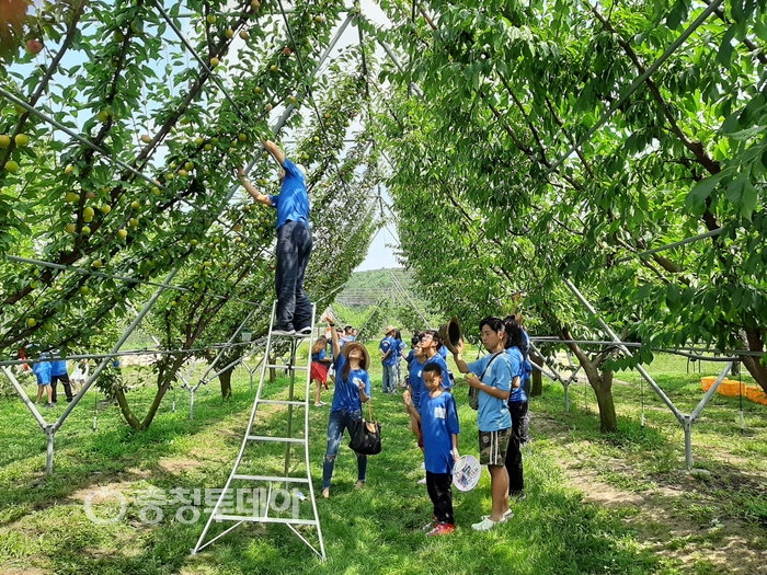 ▲ 영동 과일나라테마공원서 자두 수확 체험을 하는 모습.   영동군 제공