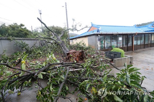 태풍 '링링'이 북상하는 7일 오후 충남 태안군 안면읍 창기리 한 주택 울타리 안에 나무가 쓰러져 있다. 연합뉴스
