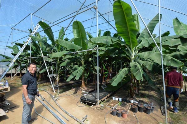 바나나 나무(삼척반)를 키우고 있는 청주시 원평동 까치골농장 이태희(68) 씨가 재배방법에 대해 설명하고 있다. 송휘헌 기자