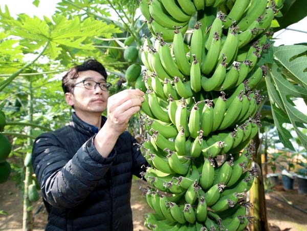안면읍 창기리 ‘오행팜연수원’에서 재배하고 있는 바나나 모습. 사진=태안군 제공