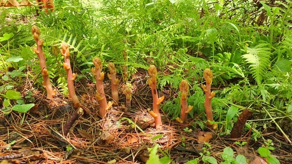 안면도 자연휴양림에서 발견된 으름난초. 사진=태안군 제공