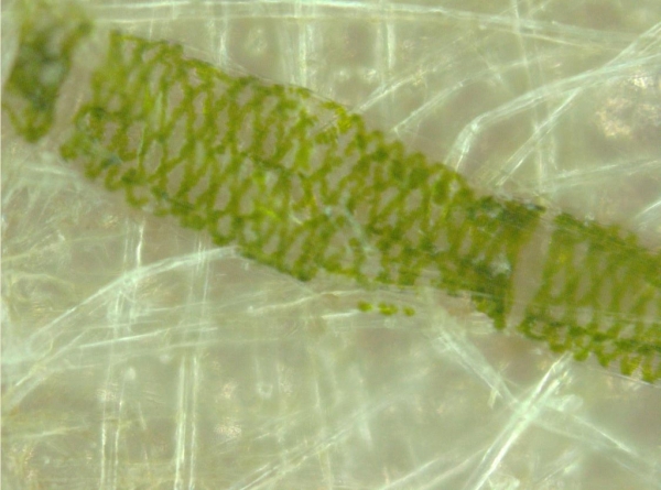 복원된 태지의 해캄 현미경 사진. 산림청 산림과학원 제공