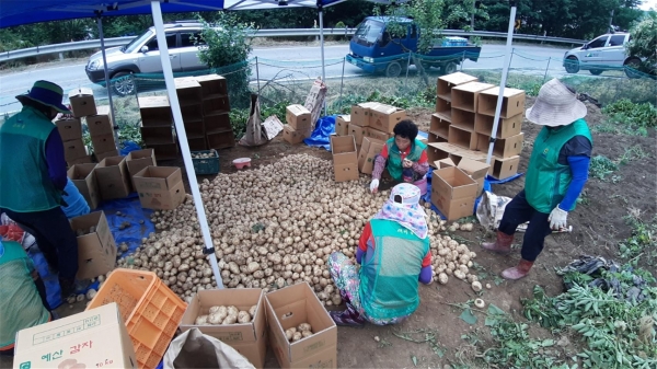 예산군 대술면 남여새마을지도자협의회 회원들이 감자를 수확한 후 박스에 담기 전 분류하고 있는 모습. 예산군 제공