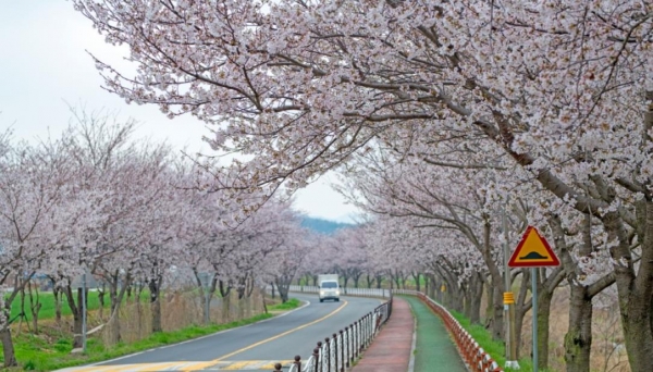 홍성 오서산 벚꽃길. 사진 출처=홍성군 '홍성이야기' 블로그