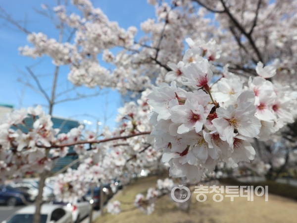 대전 유성구 갑천변 벚꽃. 사진=전민영 기자
