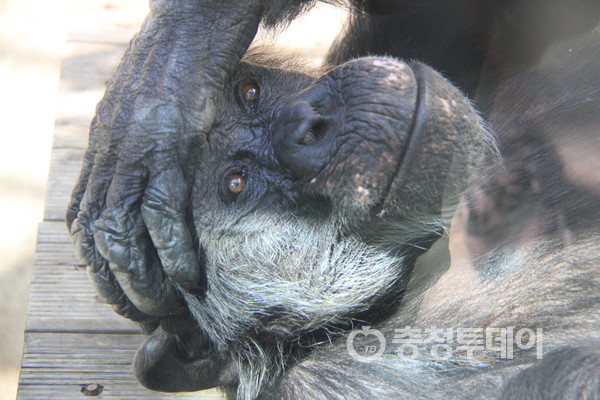 침팬지. 사진=전민영 기자