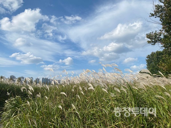 대전 서구 도안동 갑천변에 있는 억새숲. 사진=박효진 인턴