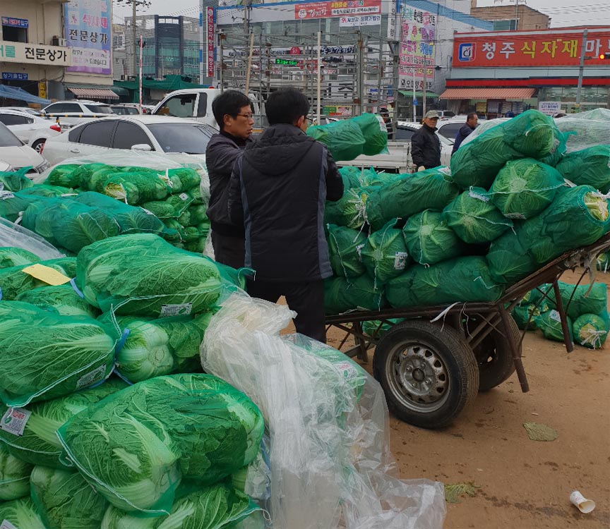 ▲ 21일 청주 농수산물 도매시장에서 직원들이 배추를 옮기고 있다. 조성현 기자