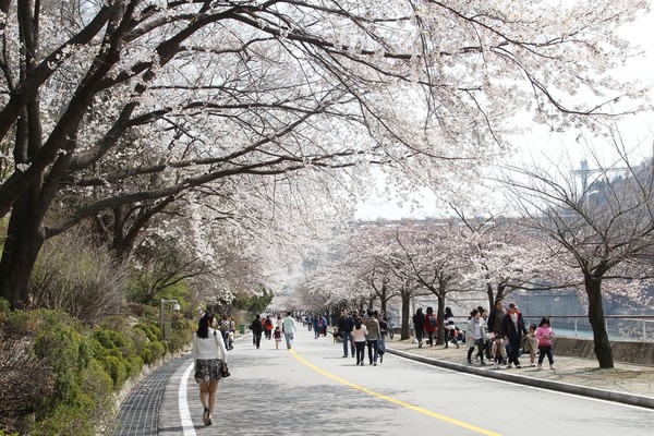 2019년 충주호 벚꽃축제 당시. 충주시 제공. 재판매 및 DB금지.
