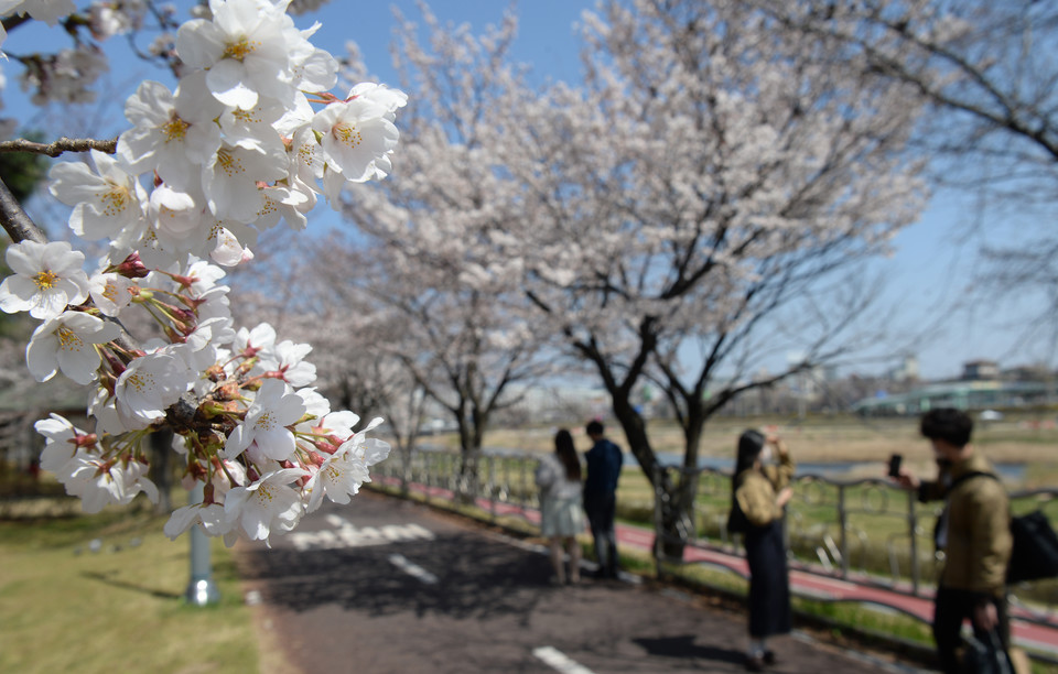포근한 봄 날씨를 보인 3일 대전 유성구 갑천변 활짝 핀 벚꽃 아래에서 시민들이 산책을 즐기고 있다. 이경찬 기자 chan8536@cctoday.co.kr
