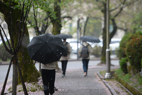 전국적으로 봄비가 내린 13일 대전 유성구 충남대학교 캠퍼스에서 학생들이 비바람에 떨어진 벚꽃잎을 밟으며 캠퍼스를 걷고 있다. 이경찬 기자 chan8536@cctoday.co.kr