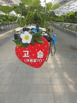 사진은 딸기향농촌테마공원에 식재된 여름딸기 품종인 '고슬'