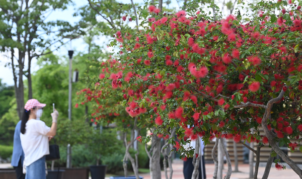 무더운 날씨를 보인 10일 대전 서구 한밭수목원에 자귀나무 꽃이 활짝 피어 시민들의 눈길을 사로잡고 있다. 이경찬 기자 chan8536@cctoday.co.kr