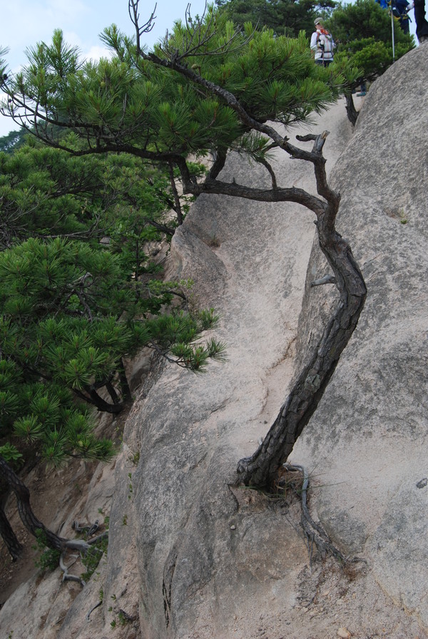 천태산 바위에 뿌리내린 소나무. 크라우드픽 제공