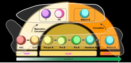 B세포의 발달상에 따른 CDyB의 염색 강도 변화. IBS 제공
