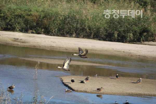 ▲도당리의 한 철새도래지에 청둥오리가 날갯짓을 하고 있다. 김정기 기자