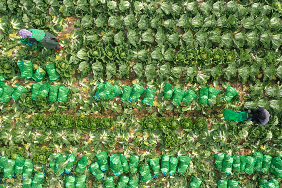 한 배추밭에서 농민들이 배추를 수확하고 있다. 사진=연합뉴스.