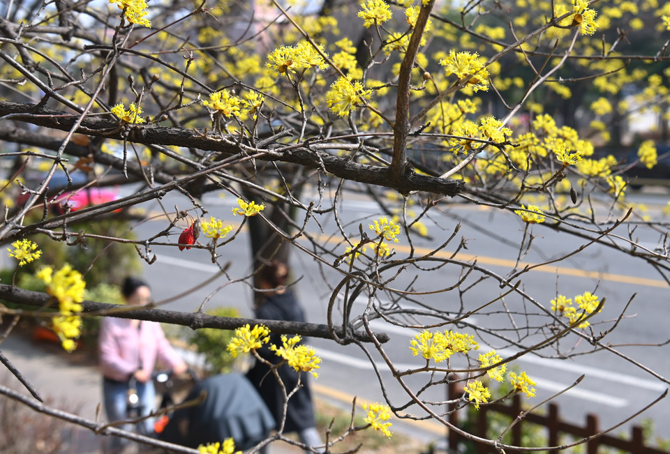 포근한 봄 날씨가 찾아온 15일 대전 서구 월평동 나무에 봄기운을 가득 머금은 산수유꽃이 활짝 피어 있다. 이경찬 기자 chan8536@cctoday.co.kr
