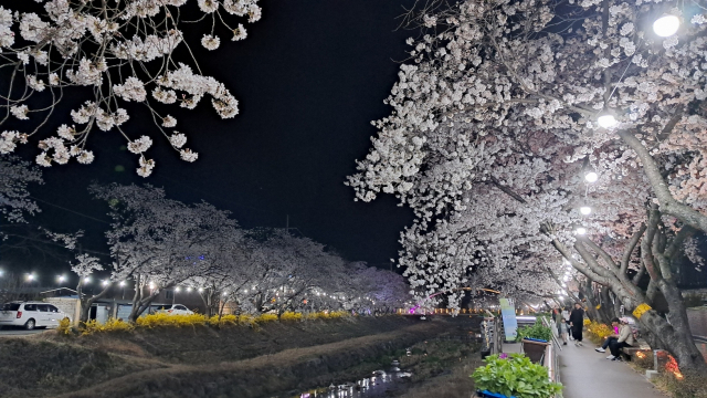 금산천 벚꽃야경. 사진=이상문 기자