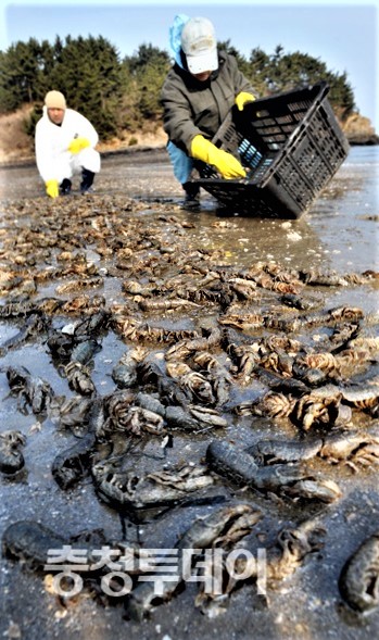 충남 태안군 의항리 신노루 해변에 기름 묻은 바닷가재가 떼죽음을 당한 채 파도에 떠밀려 와 있다. 충청투데이 DB