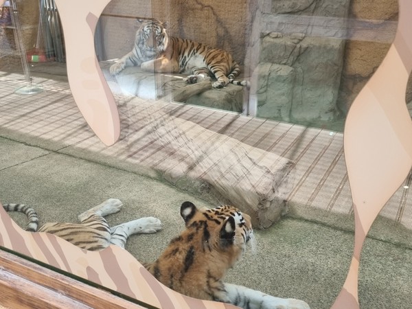 대전 중구 A아쿠아리움 내 실내동물원에 호랑이 2마리가 시간을 보내고 있다. 사진=노세연 기자