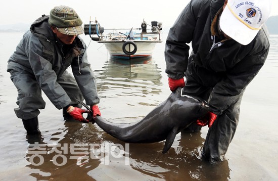 2007년 서해안 유류 사고 당시, 태안군 소원면 의항리 항구에서 기름에 오염된 채 폐사된 상쾡이 한 마리를 주민들이 육지로 옮기고 있다. 충청투데이 DB