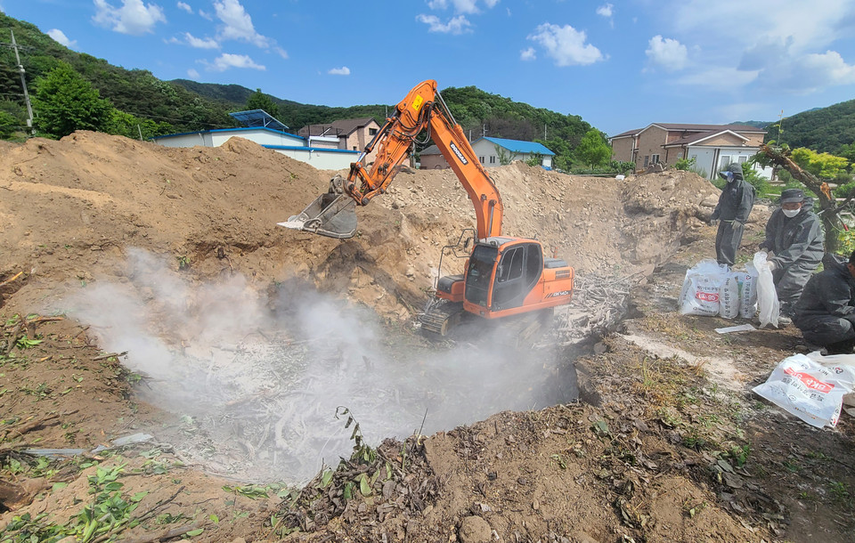 한 과수 농장에서 관계자들이 과수화상병 감염목 및 인근 의심목 매몰작업을 진행하고 있다. 사진=연합뉴스.