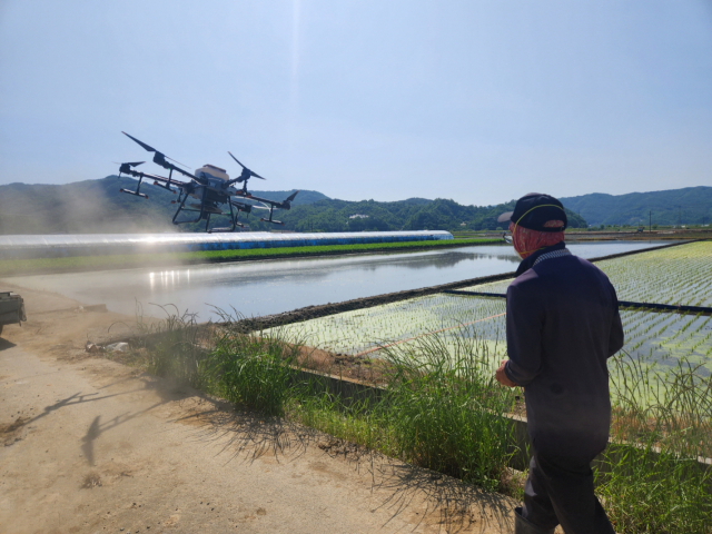 공주시는 농업용 드론을 활용한 벼 직파재배가 지난해보다 160% 이상 확대됐다고 31일 밝혔다.공주시 제공