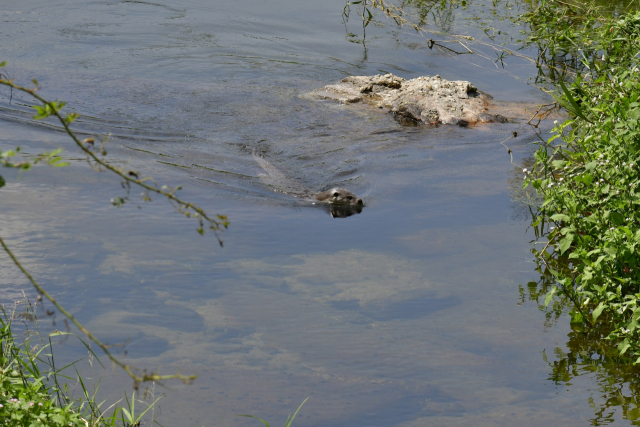 5일 국가습지보호지역으로 지정된 갑천 자연하천구간에 서식하고 있는 수달 모습.대전시 제공