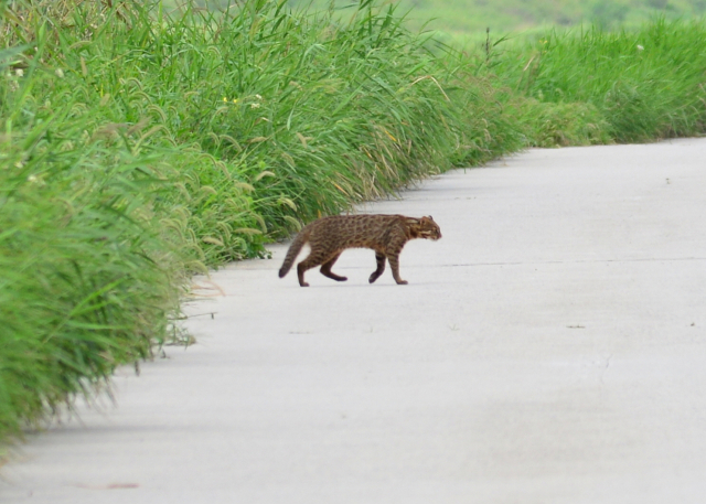 5일 국가습지보호지역으로 지정된 갑천 자연하천구간에 서식하고 있는 삵의 모습.대전시 제공
