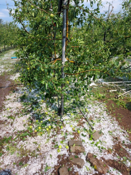 지난 11일 오후 천둥 번개를 동반한 소나기와 우박이 쏟아져 충주 금가면 한 사과 농장의 피해 현장.사진=김의상 기자