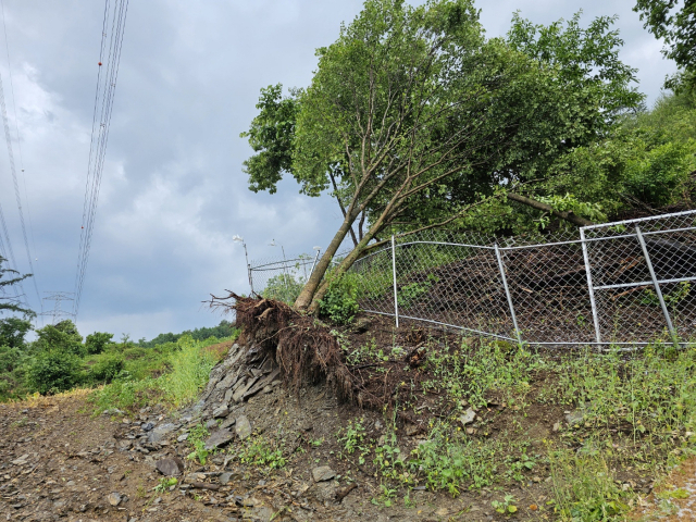 11일 오후 3시경 단양군 적성면 기동리 일대에 폭우에 우박까지 쏟아져 밭작물이 물에 잡기는 등 피해를 입었다. 단양=이상복 기자