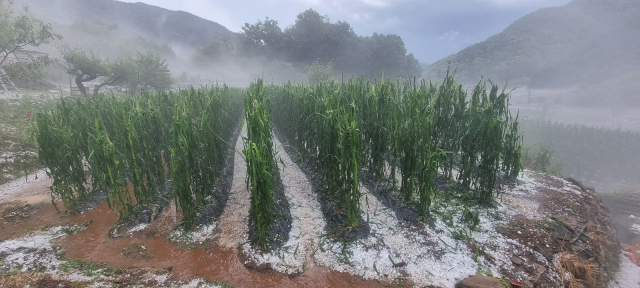 제천 옥수수밭에 쏟아진 우박. 독자제공