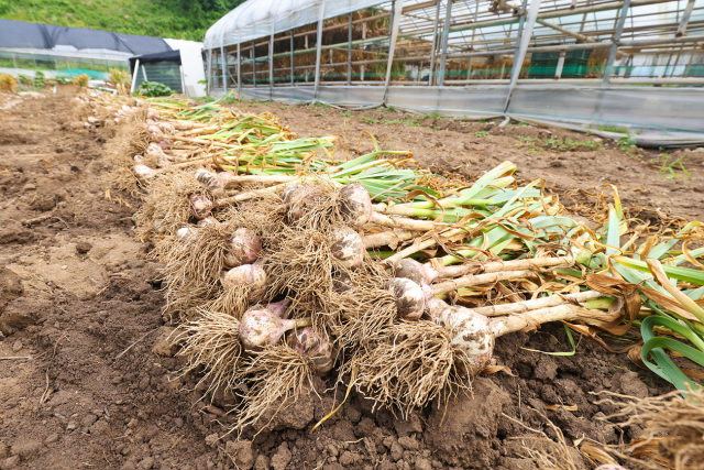 전국적으로 인기를 끌고 있는 단양황토마늘 수확이 한창이다. 단양군 제공