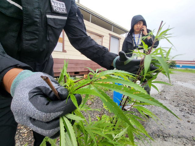 보령해양경찰이 지난달 29일 충남 보령 소재 수산물 냉동공장에서 대마를 밀경작한 외국인 5명을 마약류관리법 위반 혐의로 검거했다. 보령해양경찰 제공