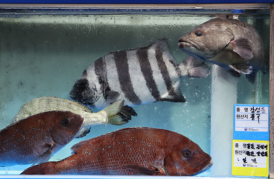 수산시장의 한 점포에 일본산 물고기가 헤엄치고 있다. 사진=연합뉴스.
