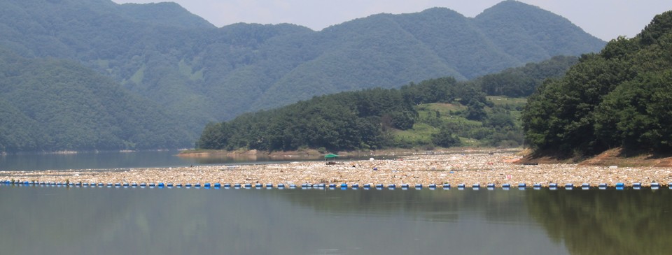 대청호 석호수역에 몰려 있는 쓰레기[박병기 촬영] 사진=연합뉴스.