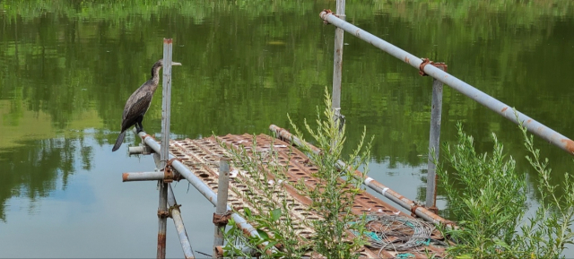충남 홍성 갈산면에 있는 A 씨의 양식장에 민물 가마우지가 앉아있다. 사진 독자 제공