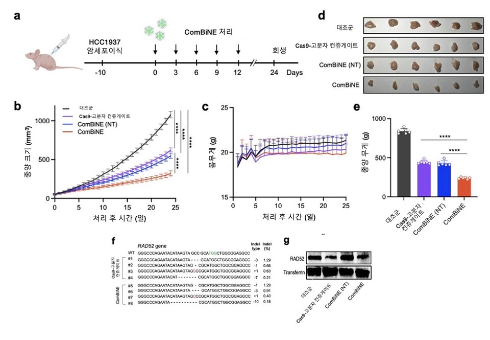 쥐의 유방암(HCC1937) 모델에서 ComBiNE에 의한 항암 효능 검증 실험 모식도 (a), ComBiNE의 쥐 투여 후 경과 일수에 따른 종양 크기 (b) 및 체중(c) 변화 관측 결과. 첫 번째 투여 후 24일째 종양의 무게 관측 (d,e). 표적 유전자 RAD52 교정 서열 및 효율(f), RAD52 단백질 발현 변화(g). 카이스트 제공. 