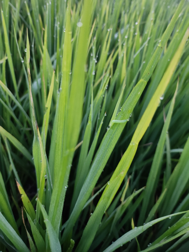 18일 서산시 부석면 일원의 한 논에서 혹명나방 유충이 벼 잎을 갉아먹고 있는 모습. 독자 제공