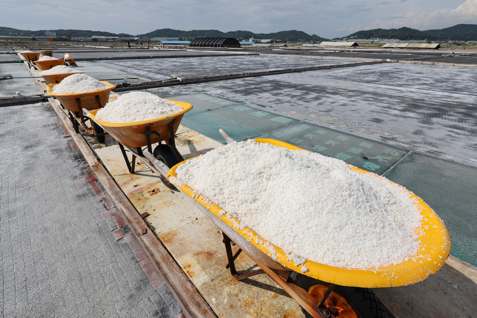21일 오후 경기 화성시 공생염전에 수확한 소금이 손수레에 실려 있다.한편 일본 정부는 이달 말 후쿠시마 원전 오염수 방류를 강행할 것으로 예측된다. 교도통신은 기시다 후미오 일본 총리가 이날 오후 어민 단체장과 면담한다고 보도했다. 2023.8.21 사진=연합뉴스.