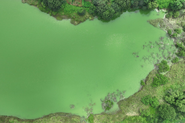 폭우와 폭염이 이어지면서 녹조가 기승을 부려 수질 악화가 우려되는 가운데 23일 대전 대덕구 대청호에서 녹조가 지속적으로 확산해 물빛이 녹색빛으로 물들고 있다. 이경찬 기자 chan8536@cctoday.co.kr