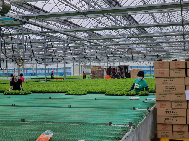 청양군농업기술센터가 김장용 배추 우량 모종 110만 주를 군내 4500여 농가에 공급했다.
