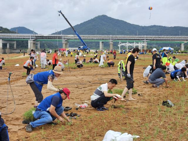 500여명의 자원봉사자들이 코스모스 식재에 열중하는 모습.사진=김익환 기자