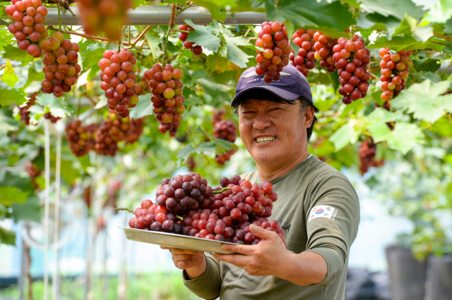 홍성군의 지역특화작목 포도 ‘홍주씨들리스’가 29일 첫 수확을 시작하고, 지난해에 이어 전량 백화점에 출하한다. 홍성군 제공