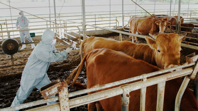 22일 충남 서산시 부석면 봉락리의 한 소 사육 농가에서 수의사가 소에 럼피스킨 백신을 접종하고 있다. 서산시 제공