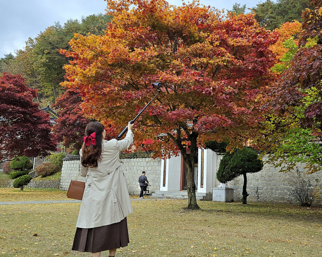 한 시민이 붉게 물든 단풍을 카메라에 담고 있다.제천=이대현 기자