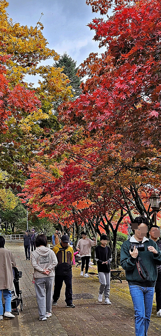 단풍을 즐기는 시민과 관광객들.제천=이대현 기자